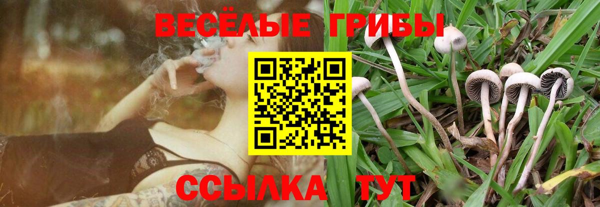 Псилоцибиновые грибы Psilocybe  Вход с VPN  Михайловск 